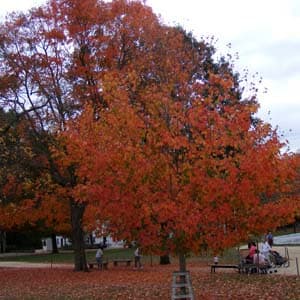 Classic Fall Foliage